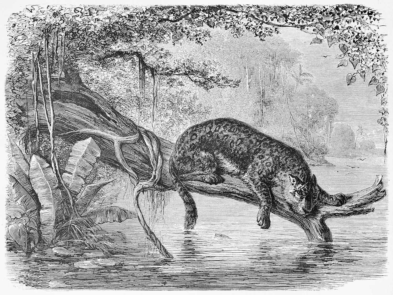 fishing jaguar in jungle illustration