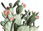 flowering cactus wallpaper